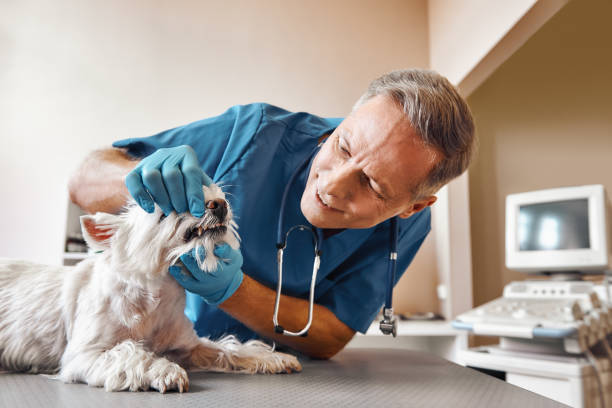 Best Pediatric Emergency Dentist in Lattingtown, NY